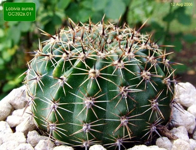 Lobivia _aurea _GC392a.01_ (Echinopsis aurea) _01